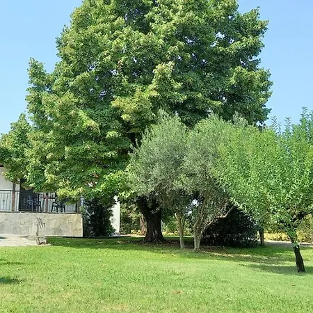 Lidden Tree Peraía