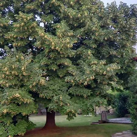 Lidden Tree * Peraía