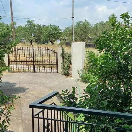 Lidden Tree * Peraía